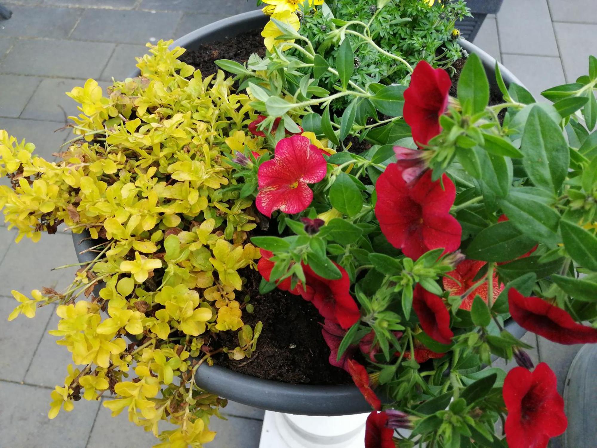 Ferienwohnung Blumenparadies Nettersheim Екстериор снимка